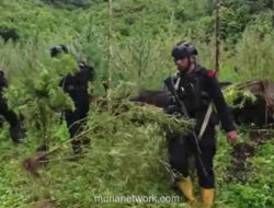 Bareskrim Bongkar Ladang Ganja 51,75 Hektare di Lereng Gunung Leuser