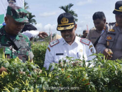 Dandim Turun ke Kebun, Panen Cabai Rawit Meriah di Mempawah