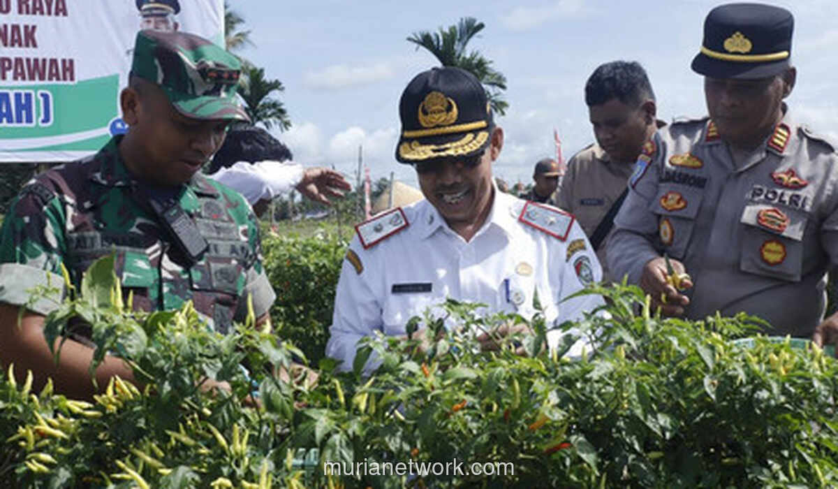 Dandim Turun ke Kebun, Panen Cabai Rawit Meriah di Mempawah