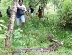 Kembali Berduka, Warga Buton Selatan Berjuang Lepaskan Petani dari Lilitan Piton Maut