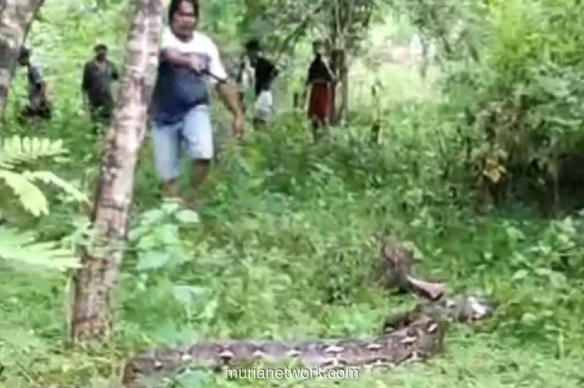 Kembali Berduka, Warga Buton Selatan Berjuang Lepaskan Petani dari Lilitan Piton Maut