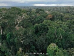 Jerman Suntik Rp 17 Triliun untuk Selamatkan Hutan Tropis Dunia