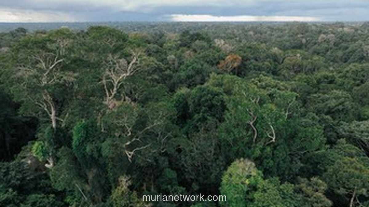 Jerman Suntik Rp 17 Triliun untuk Selamatkan Hutan Tropis Dunia