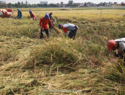 Amran Sulaiman Soroti Ancaman Beras Ilegal terhadap Semangat 115 Juta Petani