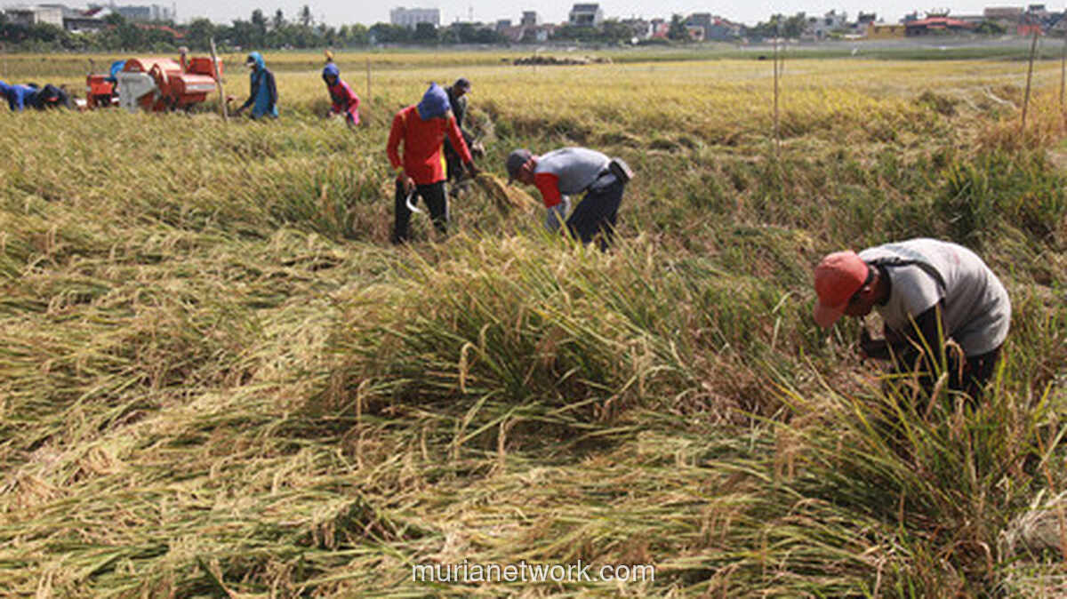 Amran Sulaiman Soroti Ancaman Beras Ilegal terhadap Semangat 115 Juta Petani