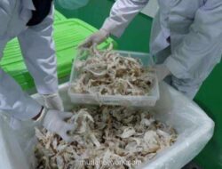 Raksasa Sarang Walet RCLO Pacu Ekspisi dengan IPO Rp105 Miliar