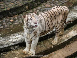 Polemik Harimau Kurus Ragunan: Gubernur Buka Suara soal Video Viral