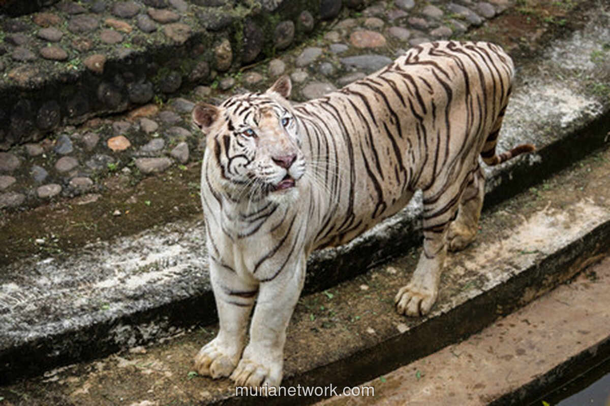 Polemik Harimau Kurus Ragunan: Gubernur Buka Suara soal Video Viral