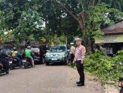 Pohon Tumbang Tahan Arus Lalu Lintas di Jalan Cendrawasih Raya