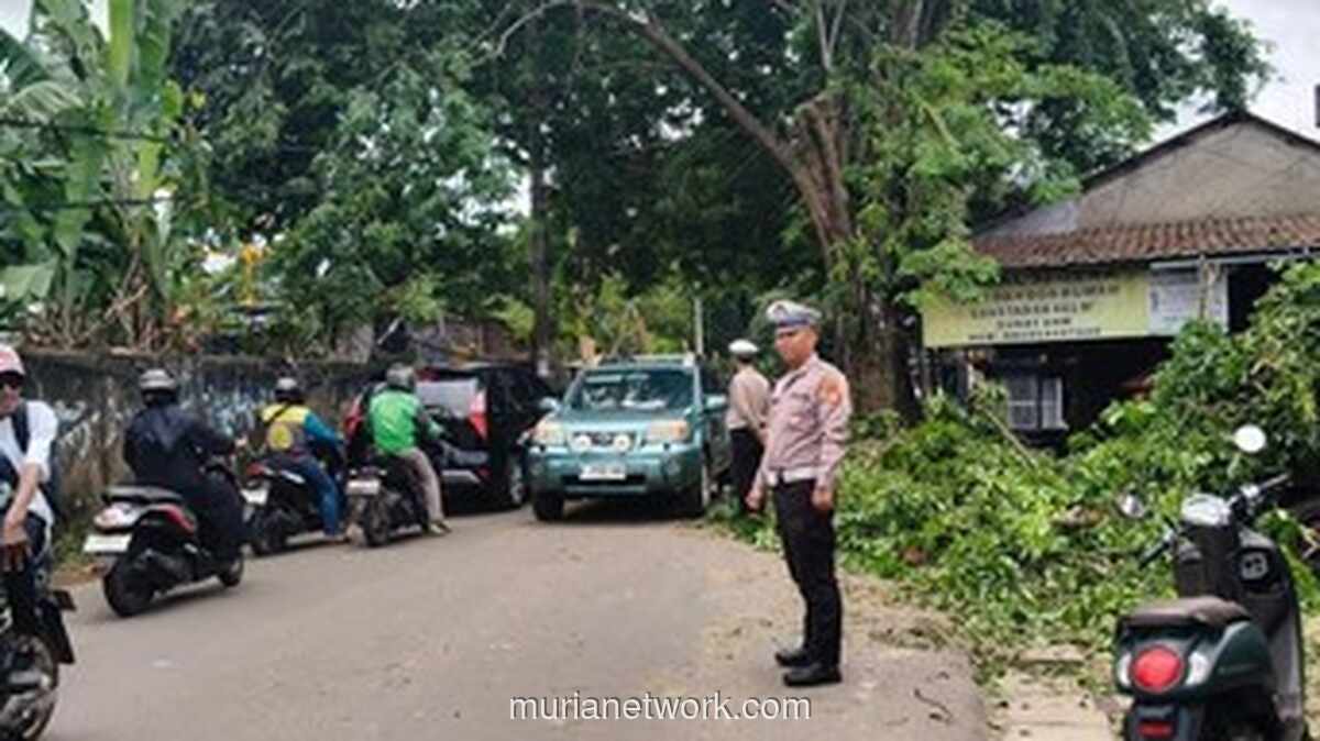 Pohon Tumbang Tahan Arus Lalu Lintas di Jalan Cendrawasih Raya