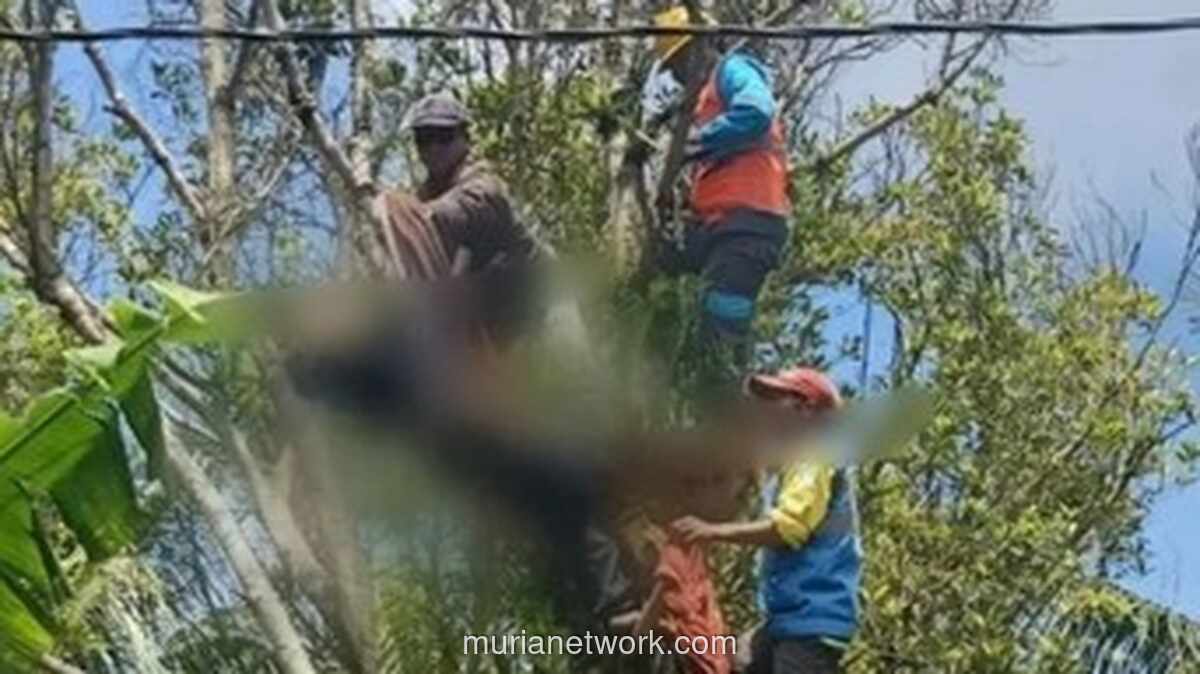 Pemuda Moga Tewas Tersambar Listrik Saat Pangkas Ranting Cengkeh