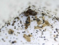 Kutu Busuk Jadi Detektif Tak Terduga di TKP