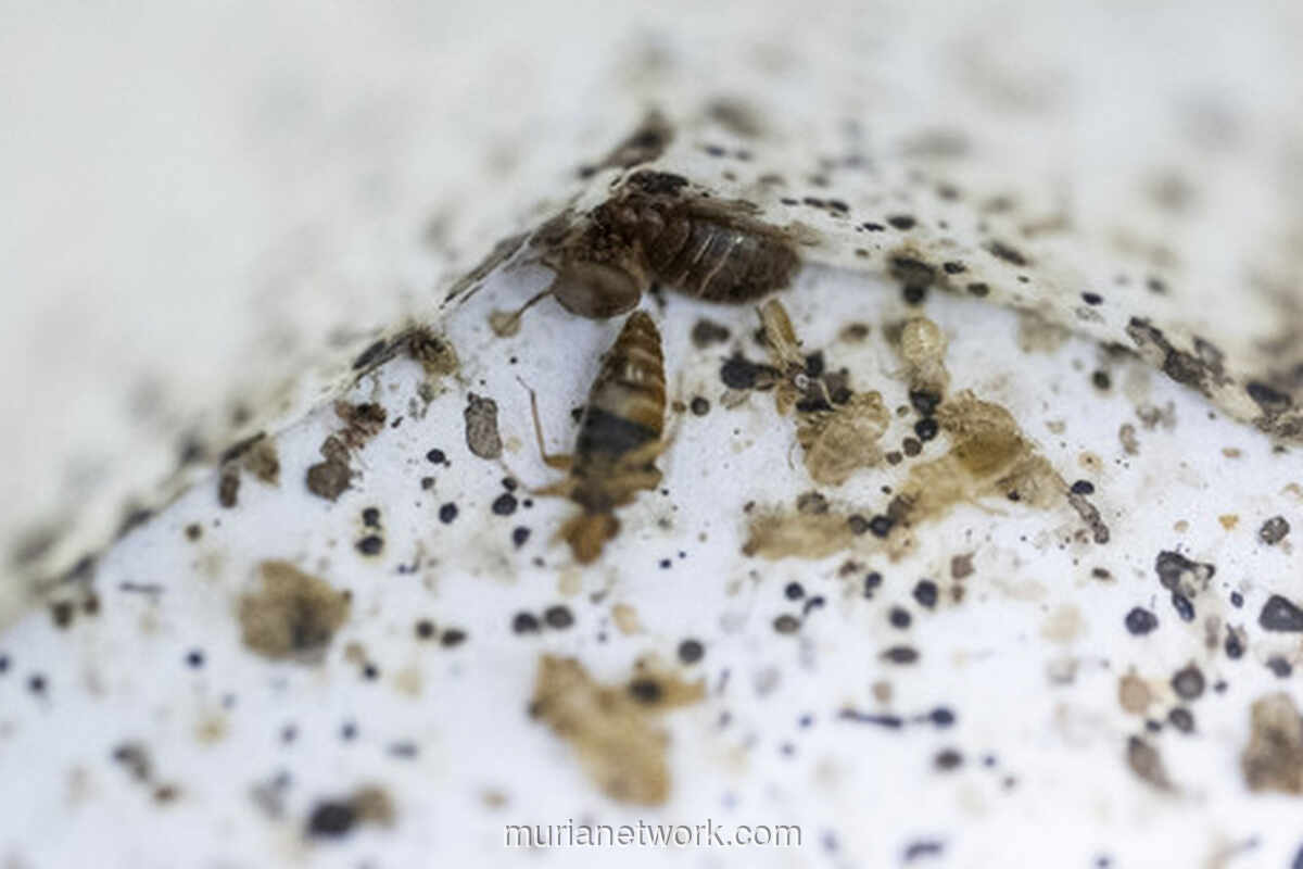 Kutu Busuk Jadi Detektif Tak Terduga di TKP