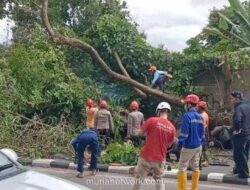 Angin Puting Beliung di Sleman Tewaskan Dua Orang dalam Becak Tertimpa Pohon