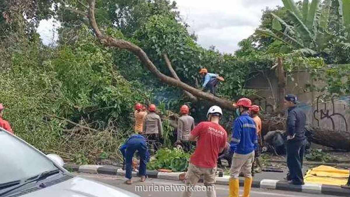 Angin Puting Beliung di Sleman Tewaskan Dua Orang dalam Becak Tertimpa Pohon