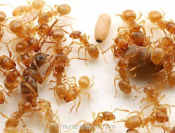 Rekaman Langka Ungkap Kudeta Brutal Semut Parasit yang Ganti Ratu Lewat Tipu Muslihat