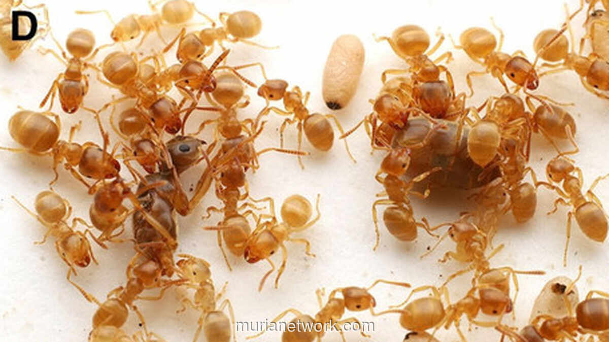 Rekaman Langka Ungkap Kudeta Brutal Semut Parasit yang Ganti Ratu Lewat Tipu Muslihat