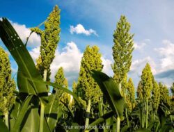 Pemerintah Siapkan 5.000 Hektar untuk Uji Coba Sorgum pada 2026