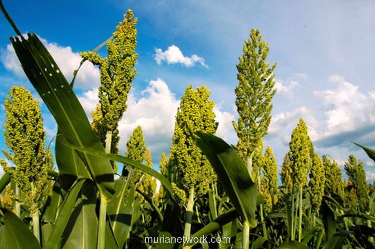 Pemerintah Siapkan 5.000 Hektar untuk Uji Coba Sorgum pada 2026