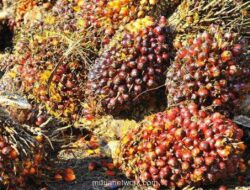 SSMS Rogoh Rp1,6 Triliun untuk Akuisisi Saham Afiliasi