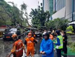 Angin Kencang di Jak Timur, Pohon Beringin Tumbang Timpa Tiga Mobil
