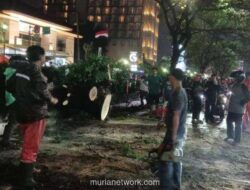 Pemprov DKI Tebang 163 Pohon Bahaya, Ribuan Lainnya Dapat Operasi Khusus