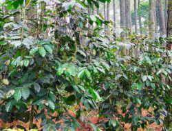 Kopi dan Pinus di Jayagiri: Kisah Harmoni yang Tumbuh di Bawah Rindang