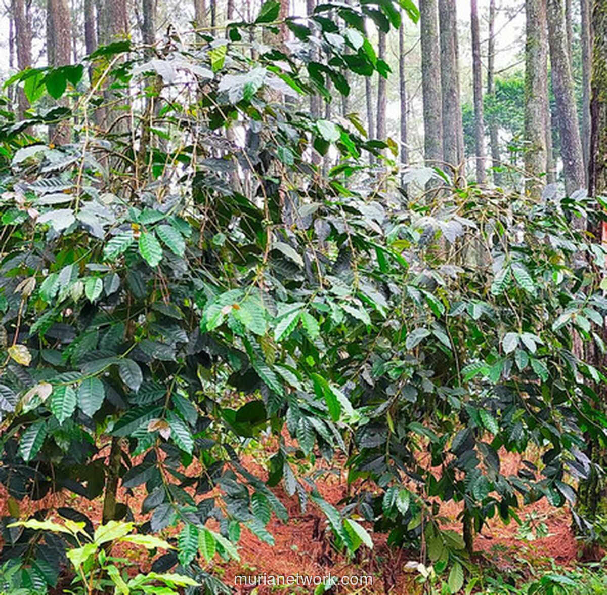 Kopi dan Pinus di Jayagiri: Kisah Harmoni yang Tumbuh di Bawah Rindang