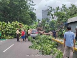Pohon Tumbang Timbulkan Kemacetan Parah di Jalur Blok M-Semanggi