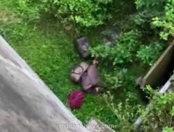 Kecelakaan di Tol Lampung Bocorkan Puluhan Ribu Ekstasi, Sopir Raib