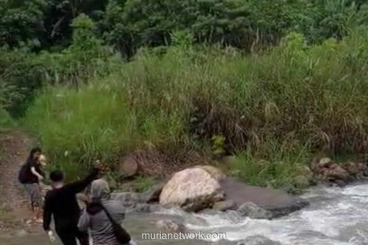 Polri Bongkar Ladang Ganja 51,75 Hektare di Hutan Aceh, Modus Distribusi Lewat Aliran Sungai