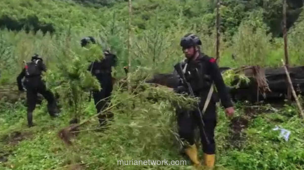 Bareskrim Polri Musnahkan Ladang Ganja 51,75 Hektare di Aceh, Selamatkan Rp 621 Miliar