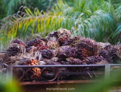 NSSS Bantah Keras Isu Akuisisi Anak Usaha oleh Widodo Makmur Unggas