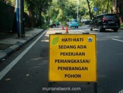 Waspada, Kenali Ciri-Ciri Pohon Sakit yang Berpotensi Tumbang Saat Hujan