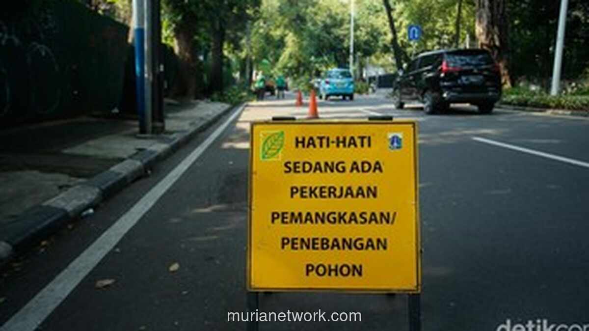 Waspada, Kenali Ciri-Ciri Pohon Sakit yang Berpotensi Tumbang Saat Hujan