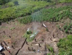 Polri Gagalkan 155 Ton Ganja dari Ladang Tersembunyi di Aceh