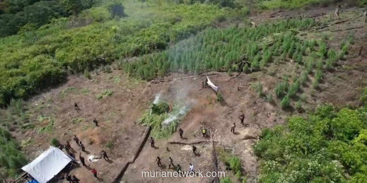 Polri Gagalkan 155 Ton Ganja dari Ladang Tersembunyi di Aceh