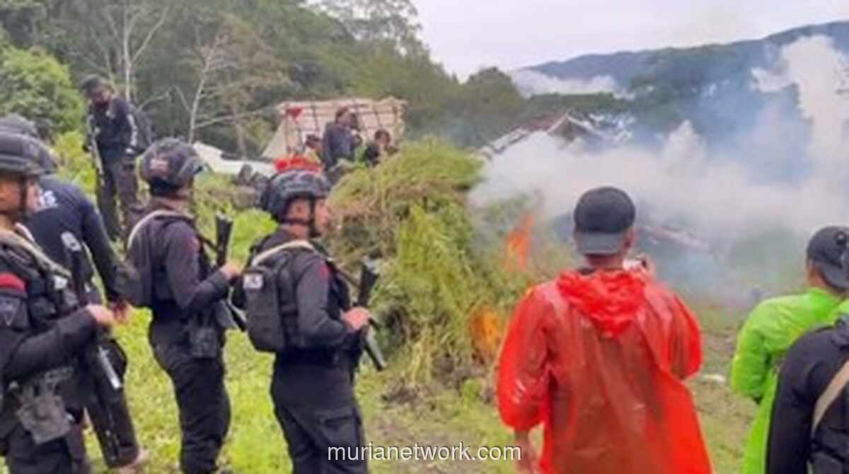 Bareskrim Hancurkan Ladang Ganja Senilai Rp 621 Miliar di Hutan Lindung Leuser