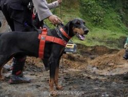 Tim SAR Gunakan Anjing Pelacak untuk Buru Rahang Alvaro di Kawasan Jembatan Cilalay
