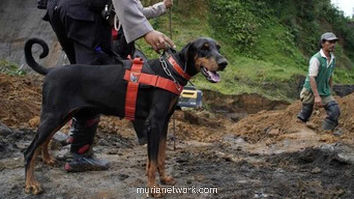 Tim SAR Gunakan Anjing Pelacak untuk Buru Rahang Alvaro di Kawasan Jembatan Cilalay
