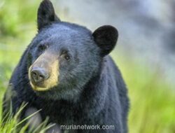 Beruang Grizzly Mengamuk, 11 Orang Terluka dalam Serangan di Sekolah British Columbia