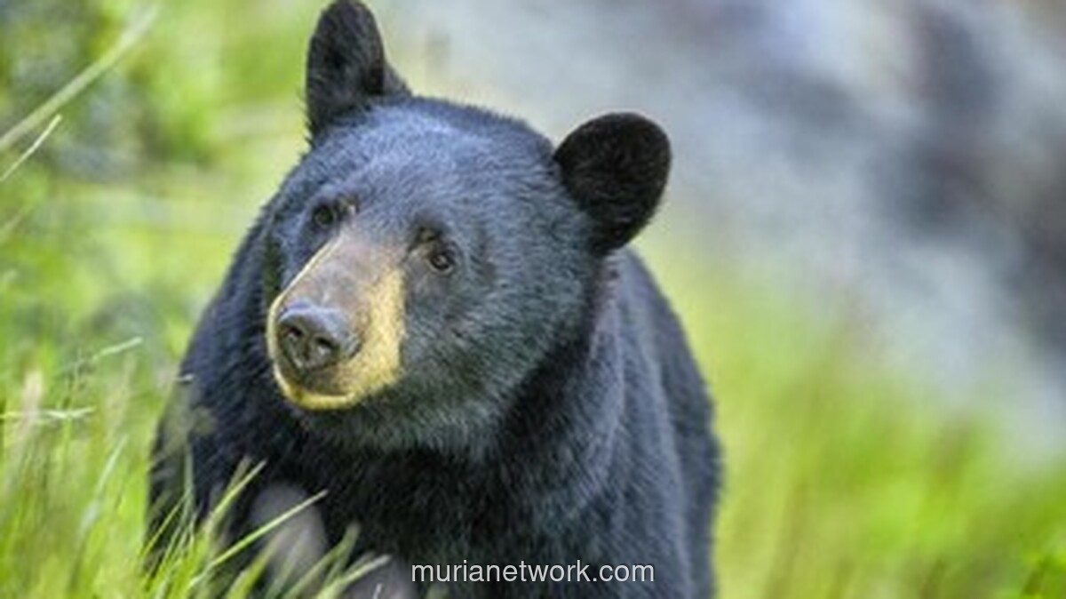 Beruang Grizzly Mengamuk, 11 Orang Terluka dalam Serangan di Sekolah British Columbia