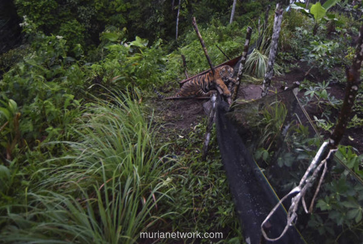 Jerat Babi di Agam Malah Menjerat Harimau Sumatera