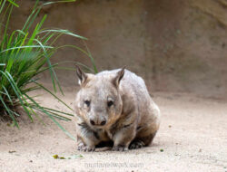 Kotoran Kotak Wombat: Media Sosial Tanpa Smartphone di Alam Liar