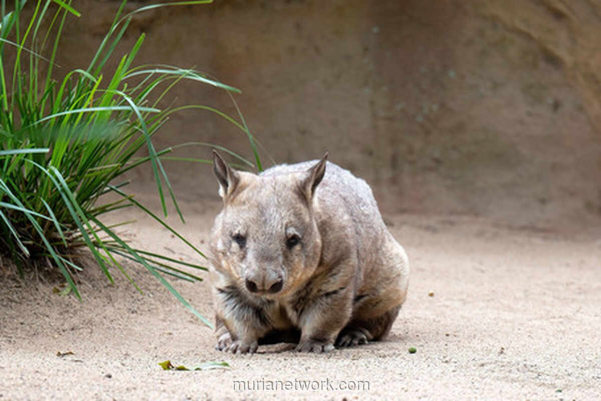 Kotoran Kotak Wombat: Media Sosial Tanpa Smartphone di Alam Liar