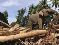 Miss Earth 2019 Lirabica Angkat Bicara: Gajah Bukan Alat Berat
