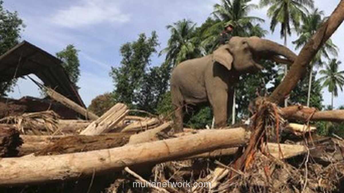 Miss Earth 2019 Lirabica Angkat Bicara: Gajah Bukan Alat Berat