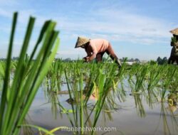 Proyeksi Panen Padi 2025 Menggembirakan, Tapi Ancaman Gagal Panen Masih Nyata
