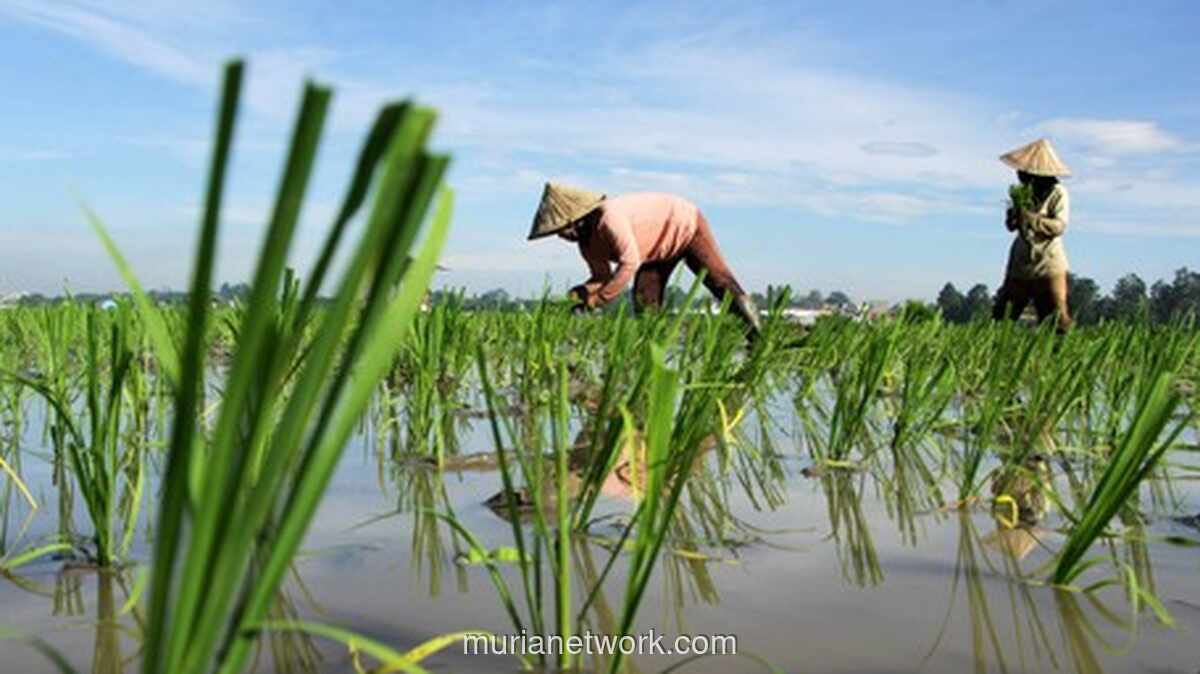 Proyeksi Panen Padi 2025 Menggembirakan, Tapi Ancaman Gagal Panen Masih Nyata