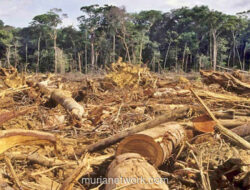 Jeritan Netizen Beli Hutan: Sindiran Pedih di Balik Bencana Aceh dan Sumatera